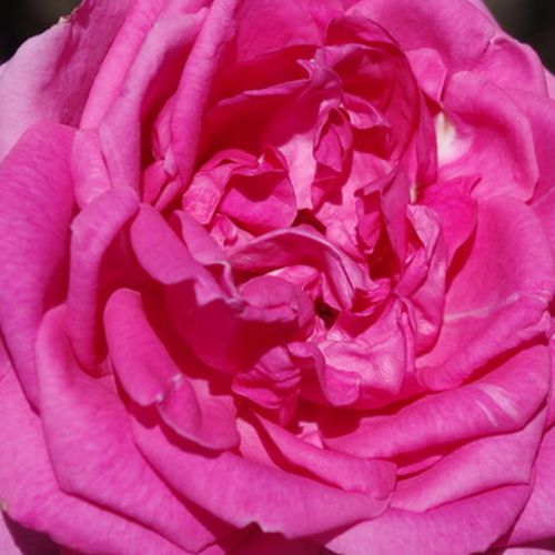 Rózsaszín - Rózsa - Parade - Online rózsa vásárlás